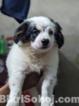 Samoyed breed for sell!